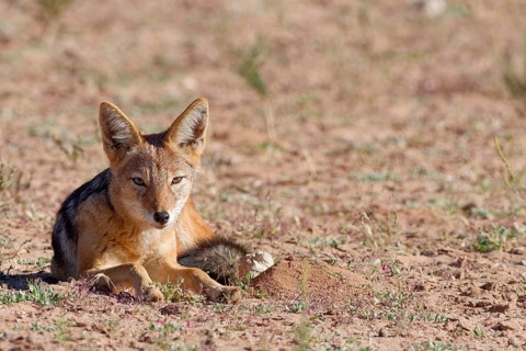 Black-backed jackal (Lupulella mesomelas), adult animal, lying in the grassland, alert, animal