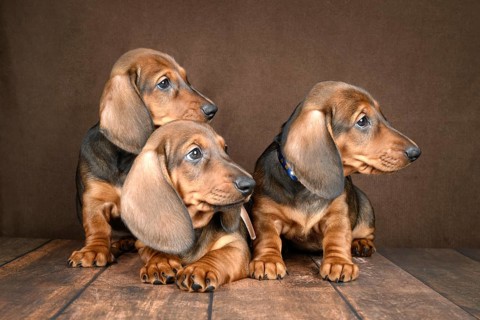 Three adorable dachshund puppies rest together on a dark, textured background. Their shiny coats