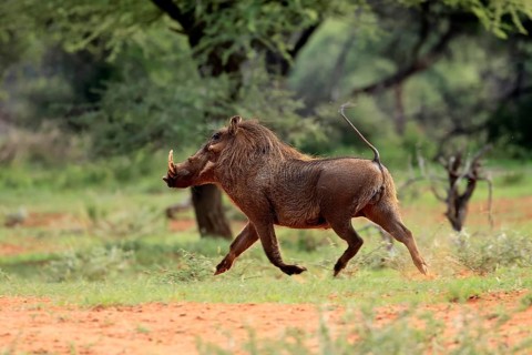 Warthog (Phacochoerus africanus), adult, running, Mokala National Park, Northern Cape, South Africa