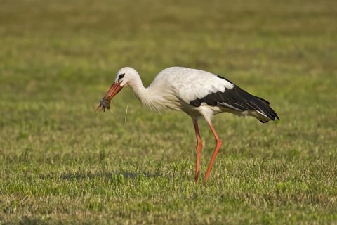 White Stork (Ciconia ciconia) eating a mouse, Bavaria, Germany