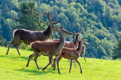 A herd of red deer (Cervus elaphus) runs across a green meadow in hilly terrain. A forest can be