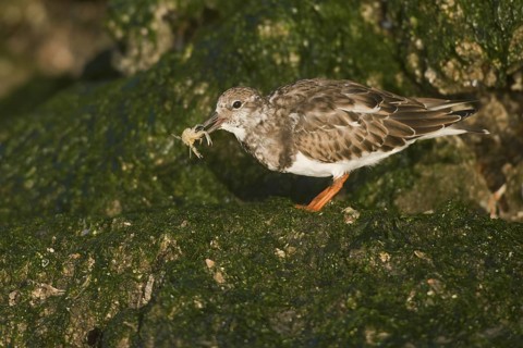 Ruddy Turnstone (Arenaria interpres), Netherlands