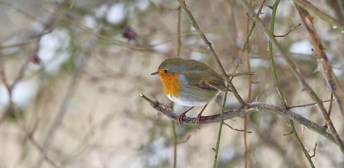 Robin (Erithacus rubecula), on a twig in the branches of a dog rose (Rosa canina), Wilnsdorf, North