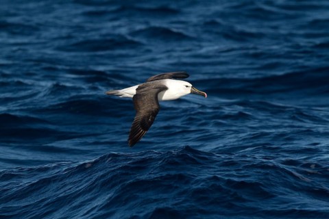 Indian Yellow-nosed Albatross (Thalassarche carteri) flying, New South Wales Australia