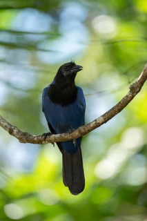 Azure Jay (Cyanocorax caeruleus) juvenile, Sao Paulo, Brazil