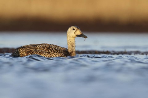 Spectacled Eider (Somateria fischeri) female, Alaska, USA
