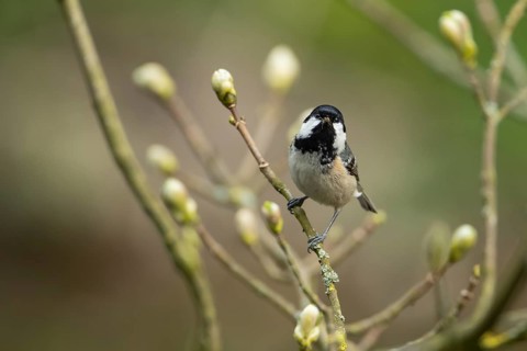 Coal tit (Periparus ater) adult garden bird carrying insects in its beak in a tree in spring,