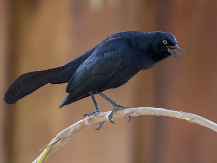 Greater Antillean Grackle (Quiscalus niger) perched on a branch, Cuba