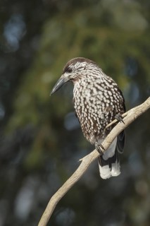 Spotted Nutcracker (Nucifraga caryocatactes), St. Gallen, Switzerland