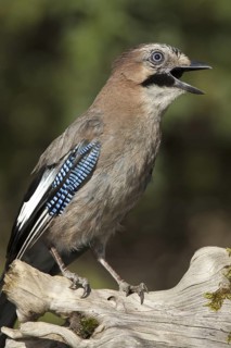 Eurasian Jay (Garrulus glandarius), Castile-La Mancha, Spain