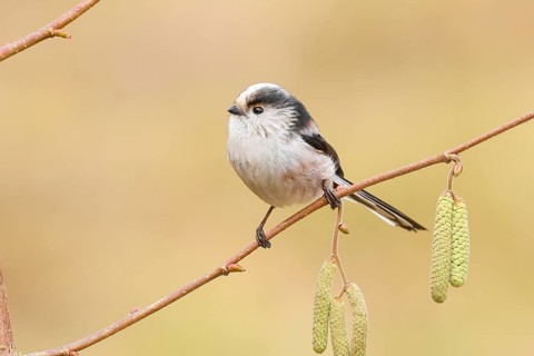 Long-tailed Tit (Aegithalos caudatus) sitting on the branch of a hazelnut (Corylus avellana),