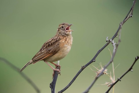 Bush Pipit (Anthus caffer), adult, on tree, on guard, singing, Pilanesberg National Park, North