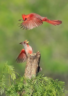 Northern Cardinal & Pyrrhuloxia (Cardinalis cardinalis & Cardinalis sinuatus) wrangling male,