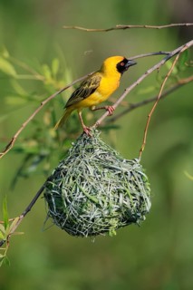 Masked Weaver (Ploceus velatus), adult, male, at the nest, alert, Pilanesberg National Park, North