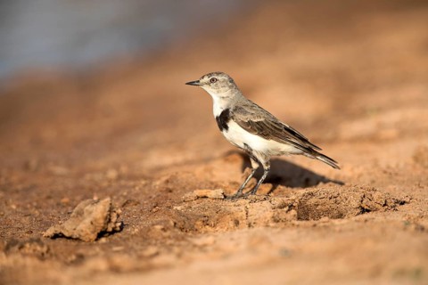 White-fronted Chat (Epthianura albifrons) female perched on the ground, Victoria, Australia