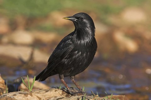 Spotless Starling (Sturnus unicolor), Extremadura, Spain