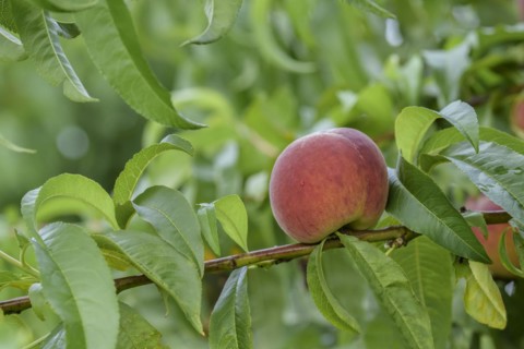 Peach (Prunus persica 'Dixired'), Baum- und Rebschule Schreiber KG, Poysdorf, Lower Austria,