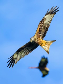 Red Kite, Milvus milvus, bird in flight