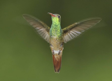 Buff-bellied Hummingbird (Amazilia yucatanensis), Texas, USA