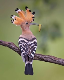 Eurasian Hoopoe (Upupa epops) with food in its beak, Saxony-Anhalt, Germany