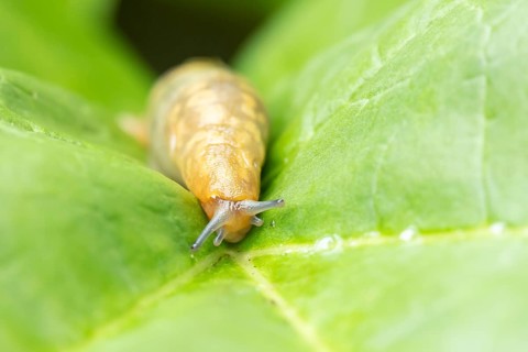 Leopard slug (Limax maximus) adult gastropod molluscs on a garden vegetable plant leaf in summer,