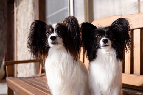 Two purebred Papillon dogs sit together on a wooden bench, surrounded by natural light and warmth