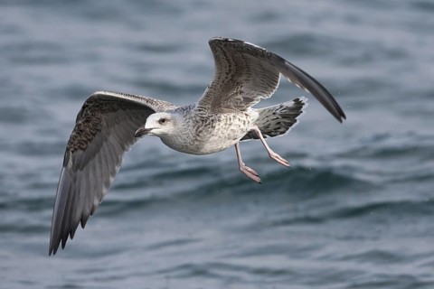 Great Black-backed Gull (Larus marinus) juvenile flying, North Sea, Germany