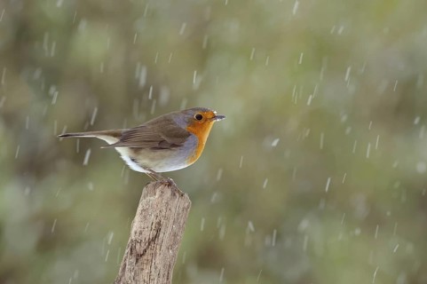 European Robin (Erithacus rubecula), Lower Saxony, Germany