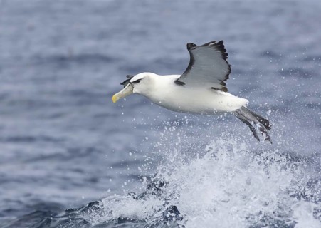 Shy Albatross (Thalassarche cauta) flying, Victoria, Australia