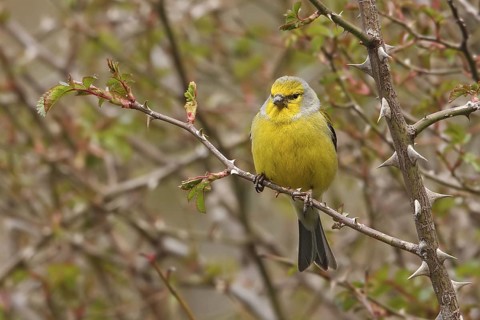 Corsican Finch (Carduelis corsicana) male, Corsica, France