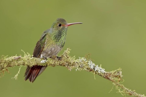 Rufous-tailed Hummingbird (Amazilia tzacatl), Ecuador