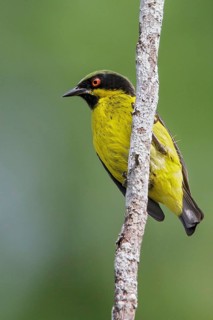 Yellow-bellied Dacnis (Dacnis flaviventer) perched on a branch in Manu National Park, Peru