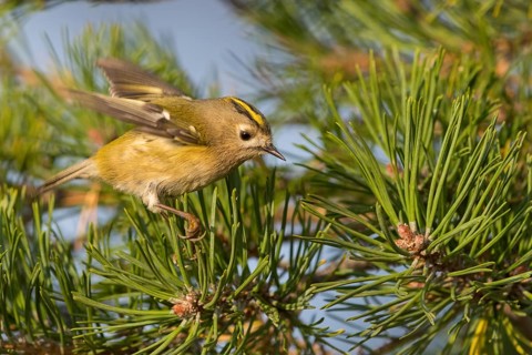 Wintergoldhähnchen, Goldcrest, Regulus regulus, Roitelet huppé, Reyezuelo Sencillo