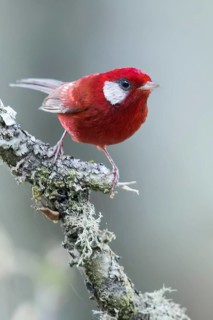 Red Warbler (Cardellina rubra) perched on a branch in Oaxaca, Mexico