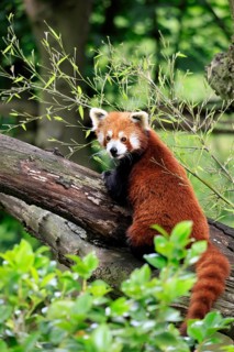 Western Red panda (Ailurus fulgens), adult, on tree trunk, Himalayas, Central Asia