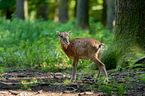 European mouflon (Ovis gmelini musimon), mouflon, young animal, standing in a sun-drenched forest