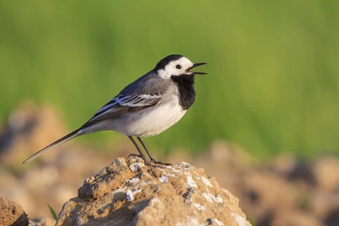 White Wagtail (Motacilla alba) singing, North Rhine-Westphalia, Germany