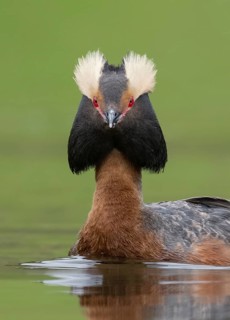 Horned Grebe (Podiceps auritus), British Columbia, Canada