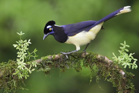 Plush-crested Jay (Cyanocorax chrysops) perched on a branch in Bolivia, South America