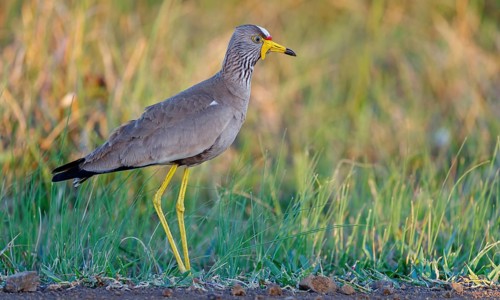 Senegal Lapwing, (Vanellus senegallus), Africa, South Africa, KwaZulu-Natal, Triele family,