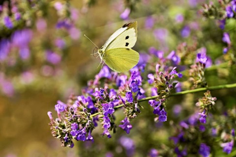 Small white (Pieris rapae), approaching the flower of catmint (Nepeta fassenii), Switzerland