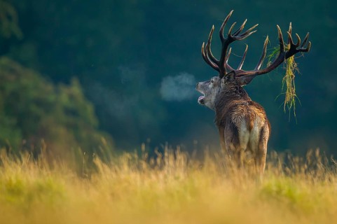 Red Deer (Cervus elaphus) stag roaring with visible breath, Denmark
