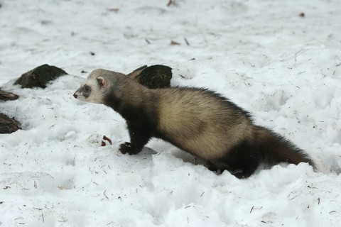 Ferret (Mustela putorius furo) in the snow, pet keeping, Allgäu, Bavaria, Germany