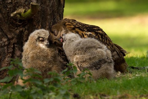 Eurasian Eagle-Owl (Bubo bubo) female feeds chicks, Utrecht, Netherlands