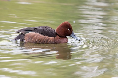 Ferruginous Duck (Aythya nyroca) male, Bavaria, Germany