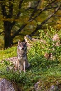 A Eurasian gray wolf (Canis lupus lupus) sits on top of a hill, next to a rotting tree lying on the