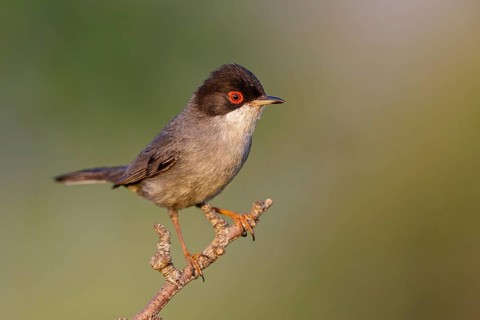 Velvet-headed warbler, (Sylvia melanocephala), warbler family, biotope, habitat, perch, foraging,