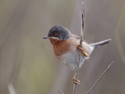 Subalpine Warbler (Sylvia cantillans) male, Lesvos, Greece