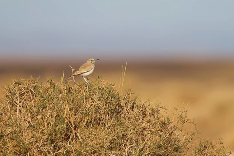 Greater Hoopoe Lark - Wüstenläuferlerche - Alaemon alaudipes ssp. alaudipes, Morocco