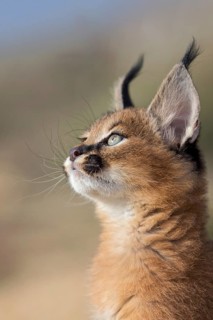 Caracal (Caracal caracal) cub portrait, Castile-La Mancha, Spain